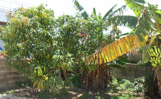 庭のマンゴーの成木がありました