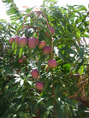 マンゴーの樹は１本でも収穫できるんですよ