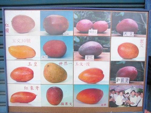台湾のマンゴー新品種