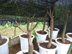 台湾から輸入直後の鉢上げしたマンゴー苗木４～５年木