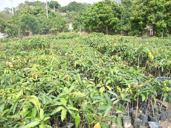 台湾マンゴ苗木生産者の農園